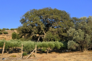 Madalenis Oak