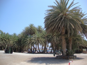 Cretan Date Palm